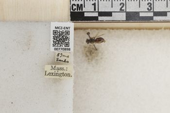 Media type: image;   Entomology 770898 Aspect: Labels